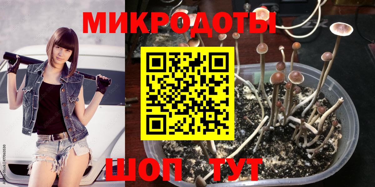 как найти   Галлюциногенные грибы Psilocybe  Вход с VPN  Луга 